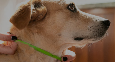 Kraapimispostid kassile